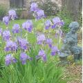 courtyard iris